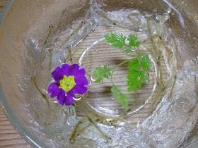 囲炉裏の宿　豊楽