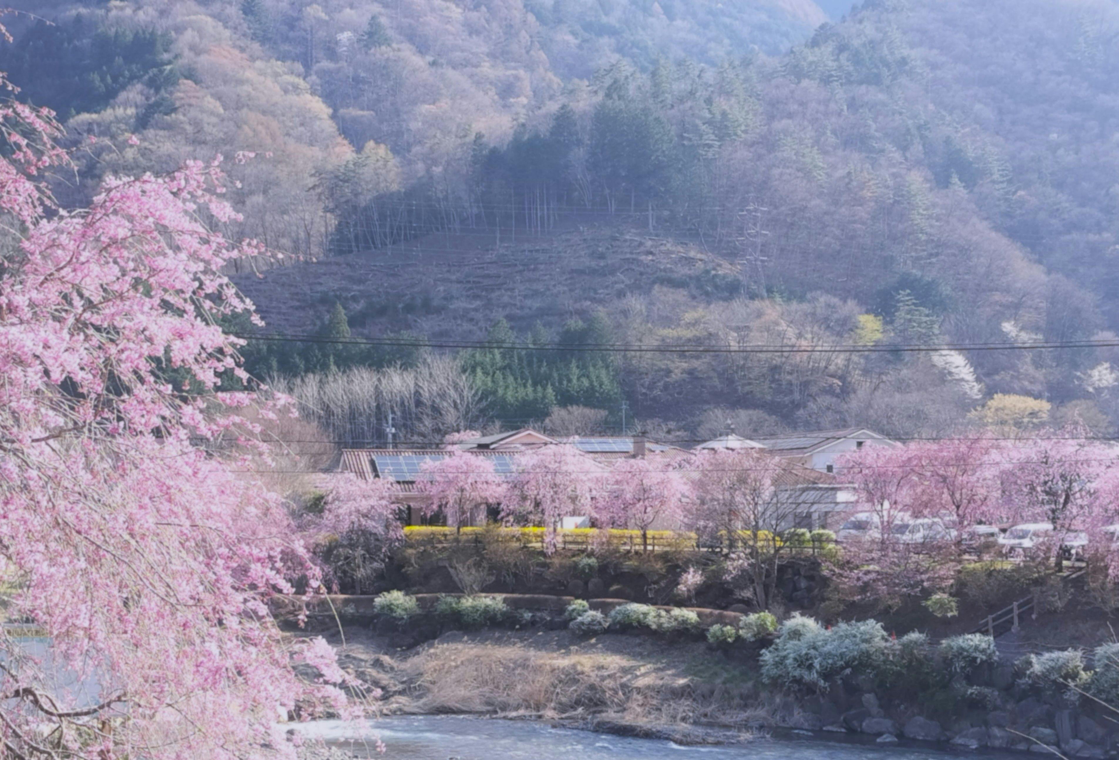 หมู่บ้านอุเอโนะในฤดูใบไม้ผลิ