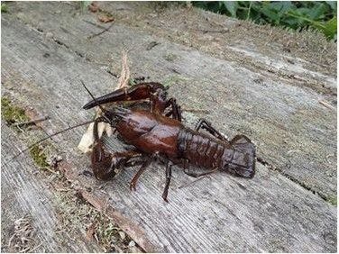 Memancing udang galah bersama keluarga!