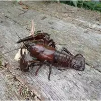Memancing udang galah bersama keluarga!