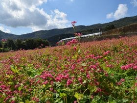 ブルーヴィラあなぶき