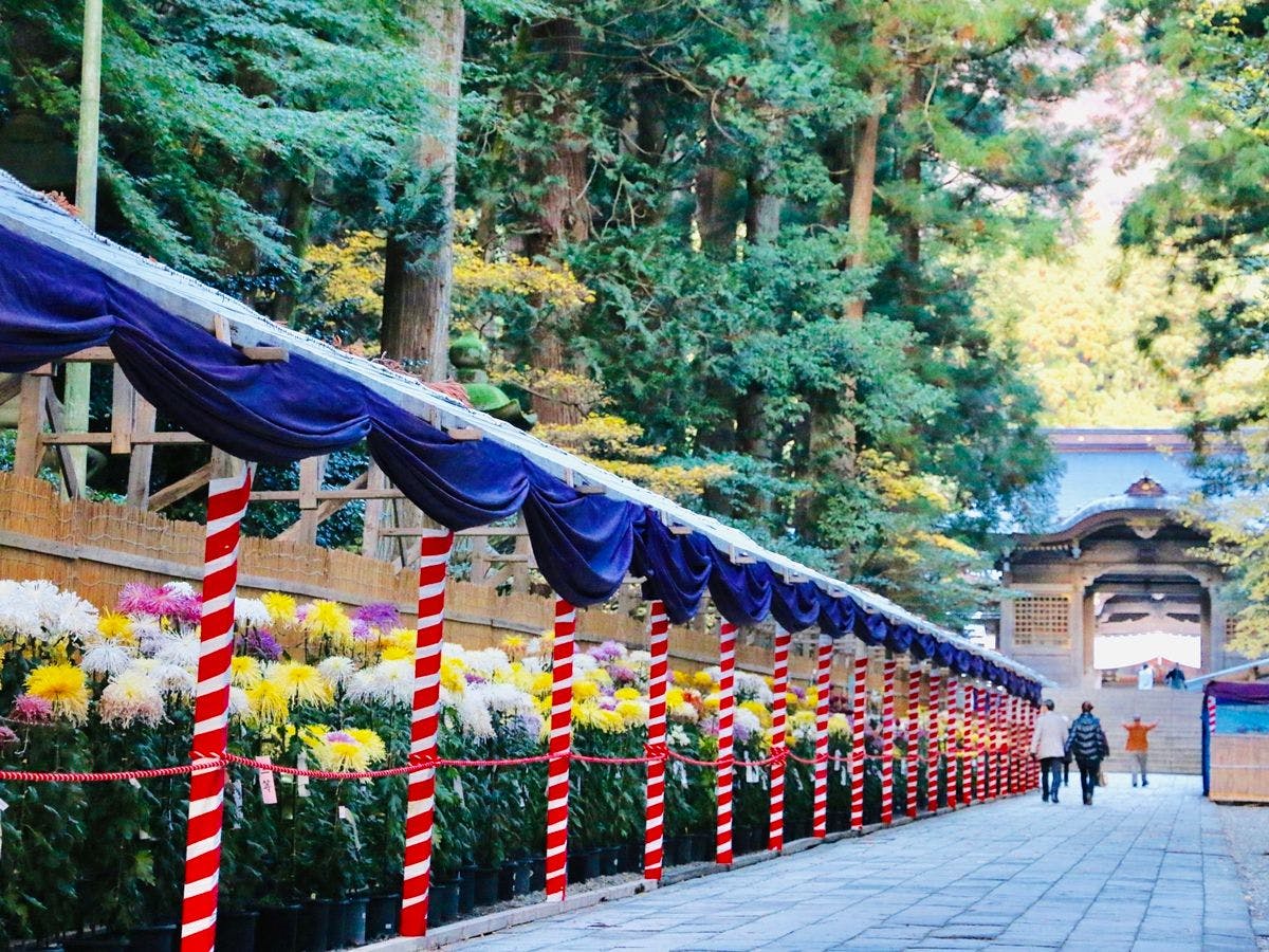 เทศกาลดอกเบญจมาศยะฮิโกะ