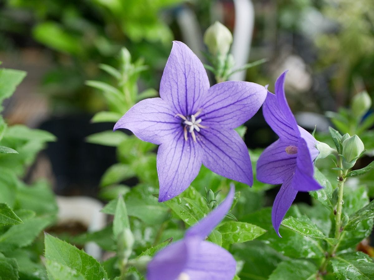 Delicious Full Bloom Nayo House