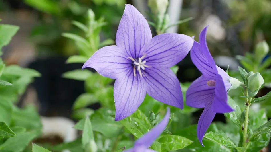 Delicious Full Bloom Nayo House