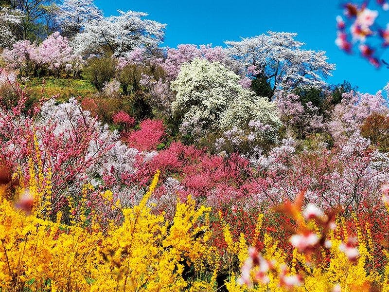 ภูเขาดอกไม้