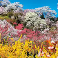 ภูเขาดอกไม้