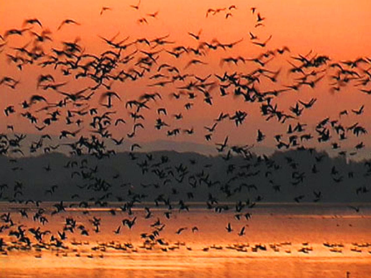 *【บริเวณโดยรอบ/อิซุนุมะ】นกอพยพหลากหลายชนิดมาเยือน!