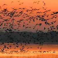 *【บริเวณโดยรอบ/อิซุนุมะ】นกอพยพหลากหลายชนิดมาเยือน!