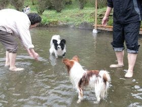 ペットと泊まれる離れの温泉宿　民宿水分村