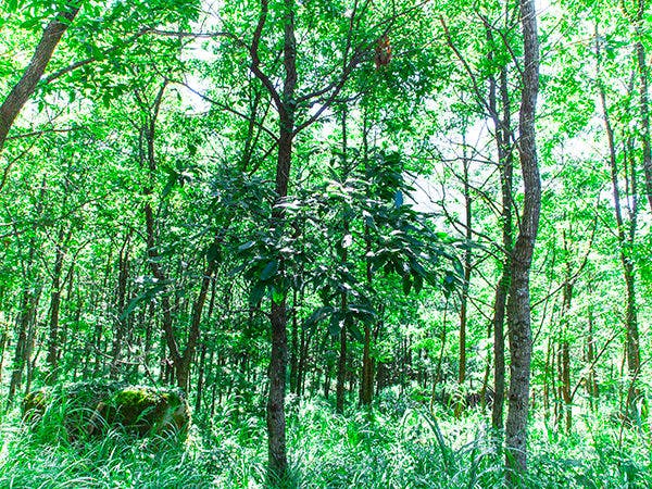 ทัศนียภาพ