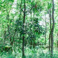 ทัศนียภาพ