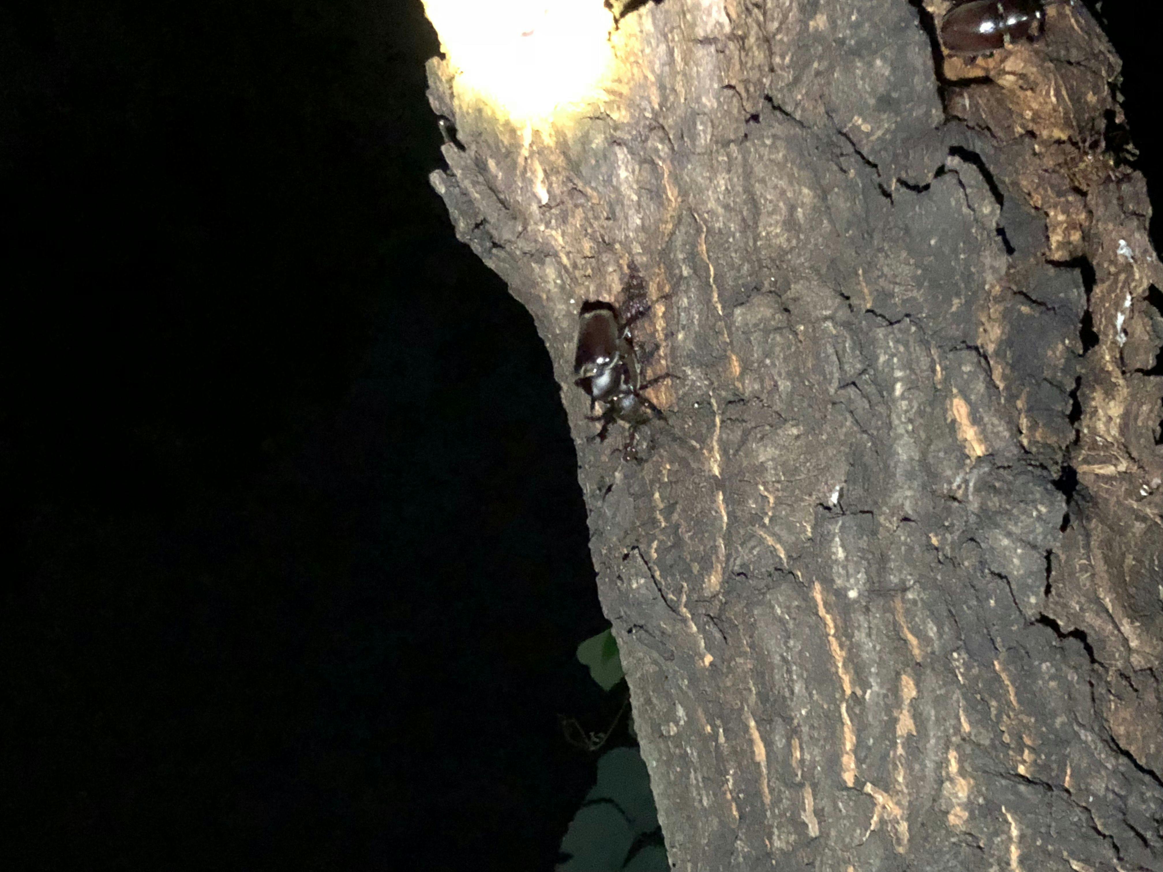 Pengumpulan Serangga  
Getah Pokok 1