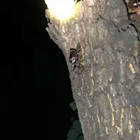 Pengumpulan Serangga
Getah Pokok 1