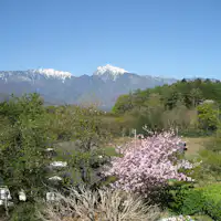 Pemandangan bunga sakura