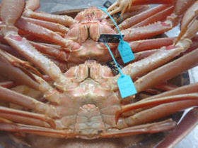 かに・荒磯料理　志麻