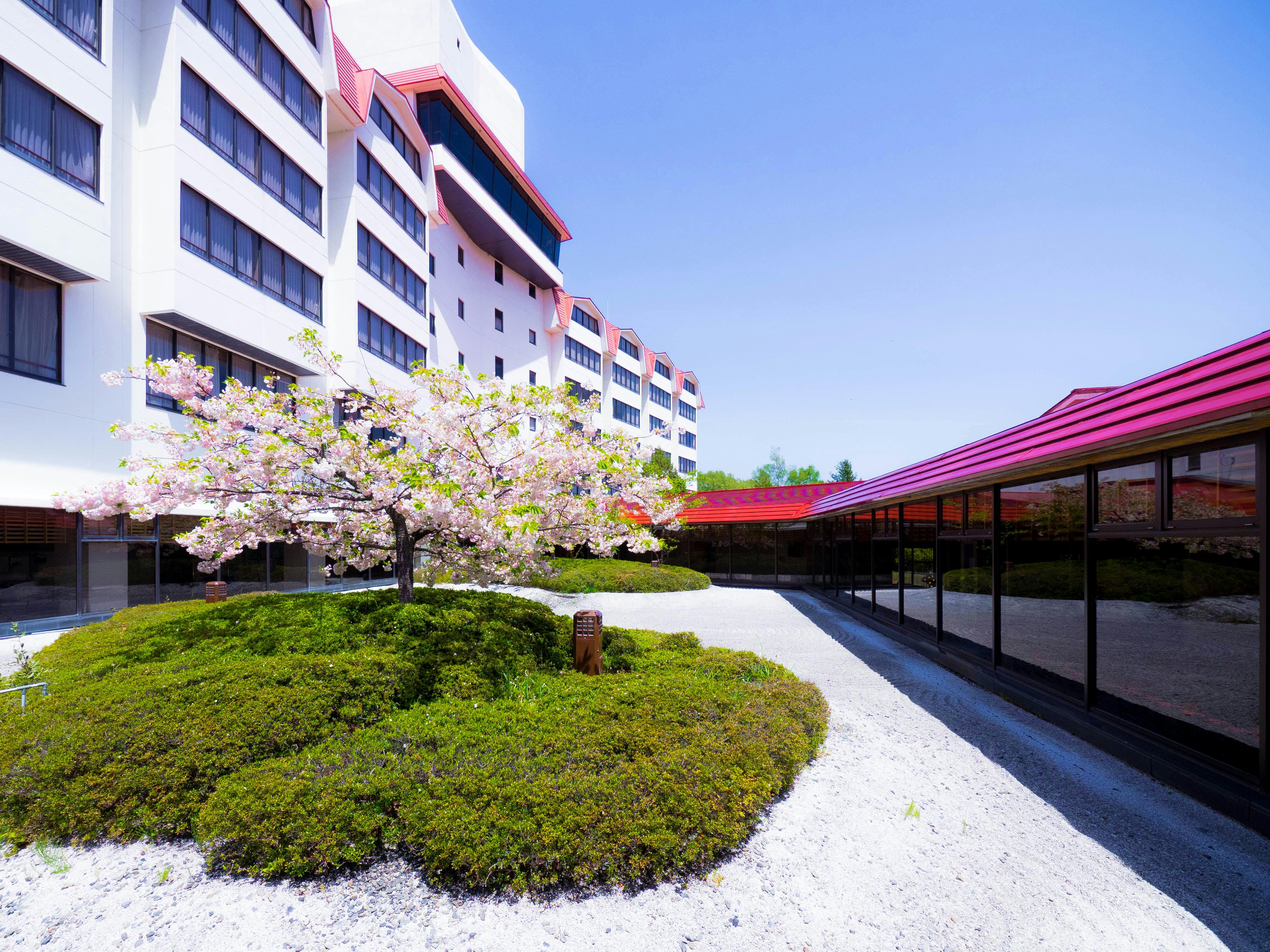 ดอกซากุระสองชั้นในลาน