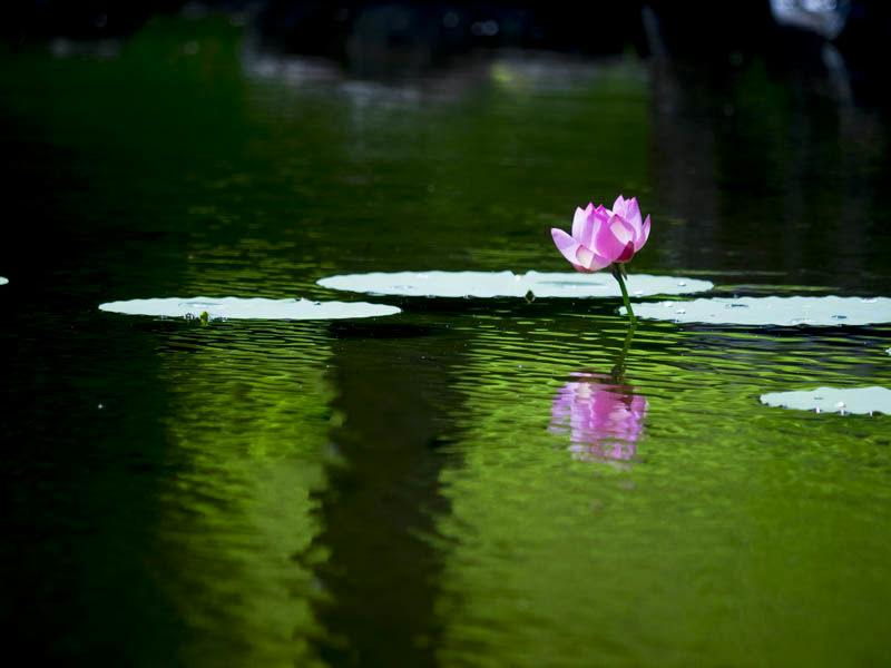Greenpia Sanriku Miyako