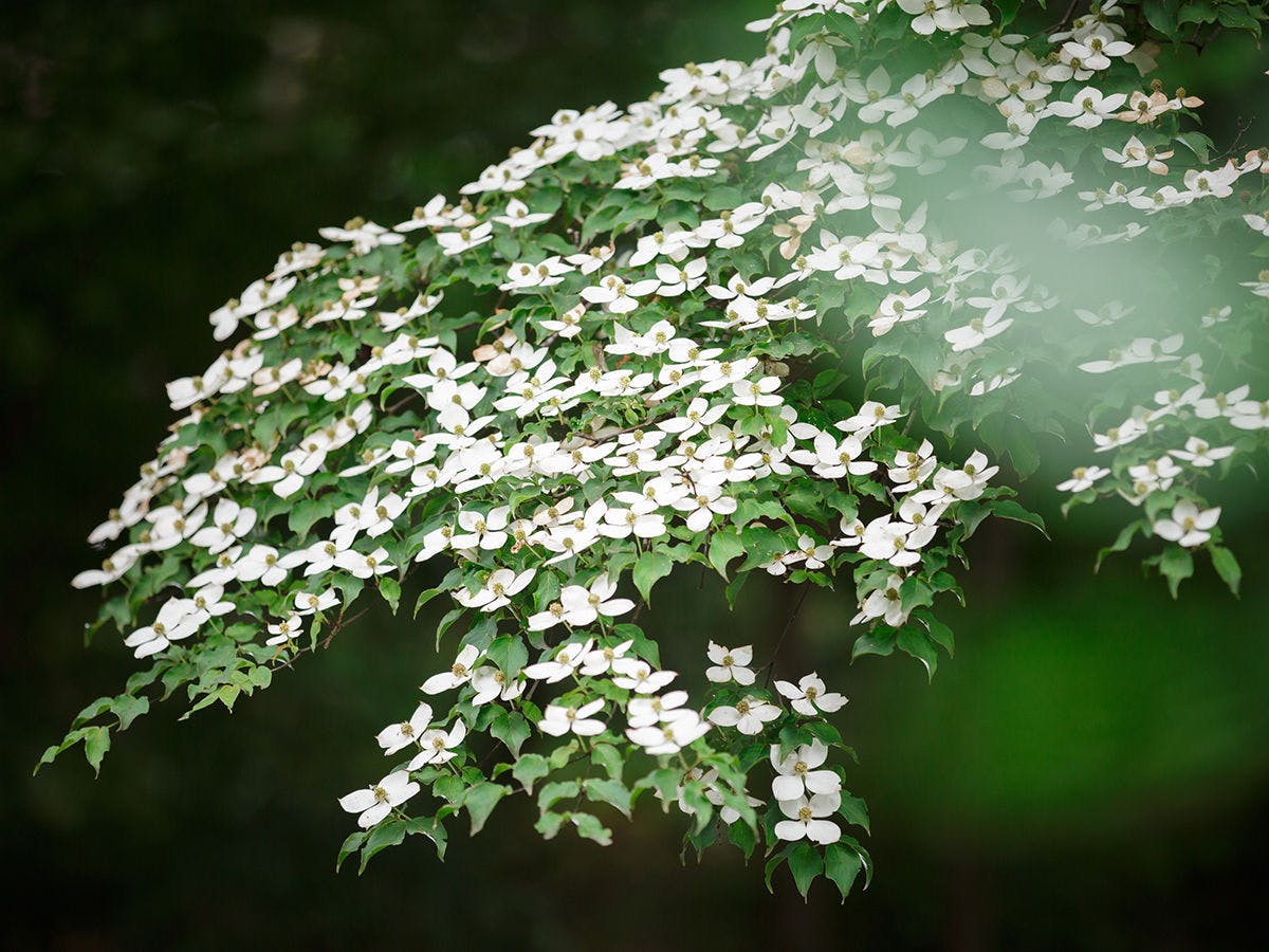 Pemandangan Juni: Pohon Gunung.