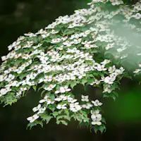 Pemandangan Juni: Pohon Gunung.