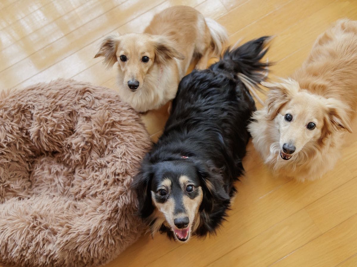 Wan Wan Paradise Premier Shiobara