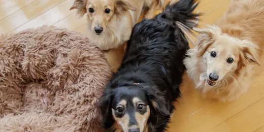 Wan Wan Paradise Premier Shiobara