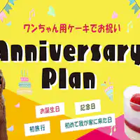 강아지 애니버서리 플랜