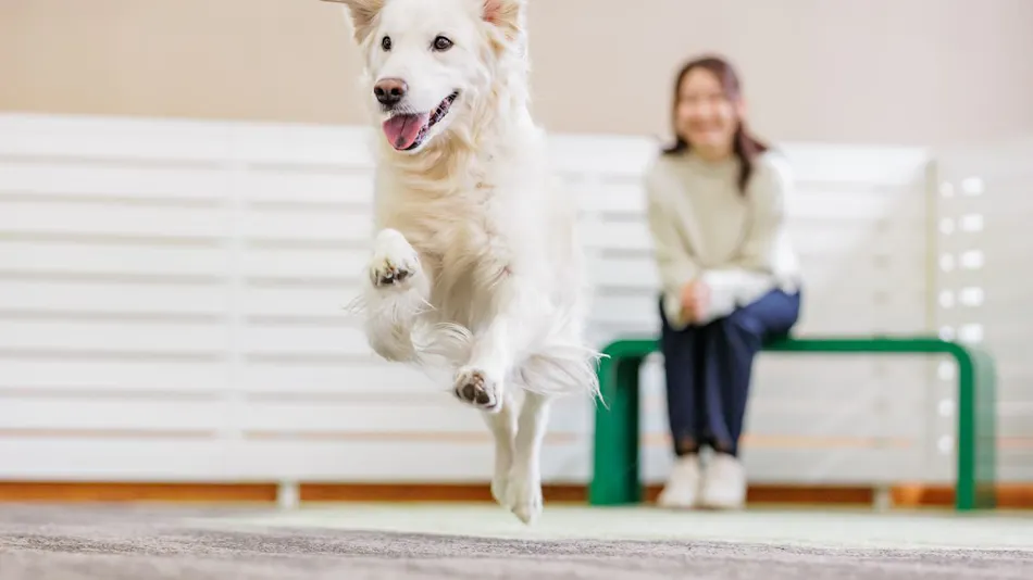 Wan Wan Paradise Premier Shiobara