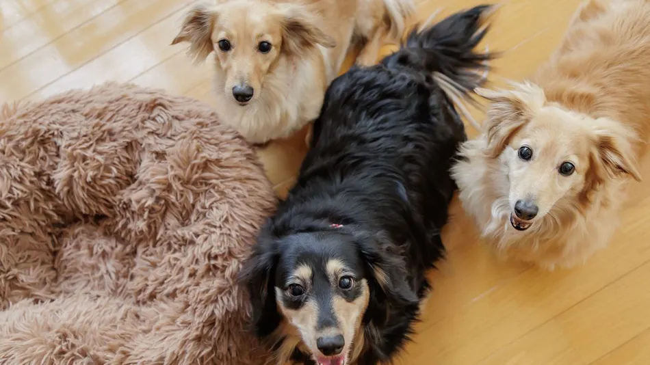 Wan Wan Paradise Premier Shiobara