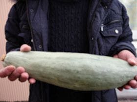 ミネルヴァ七尾