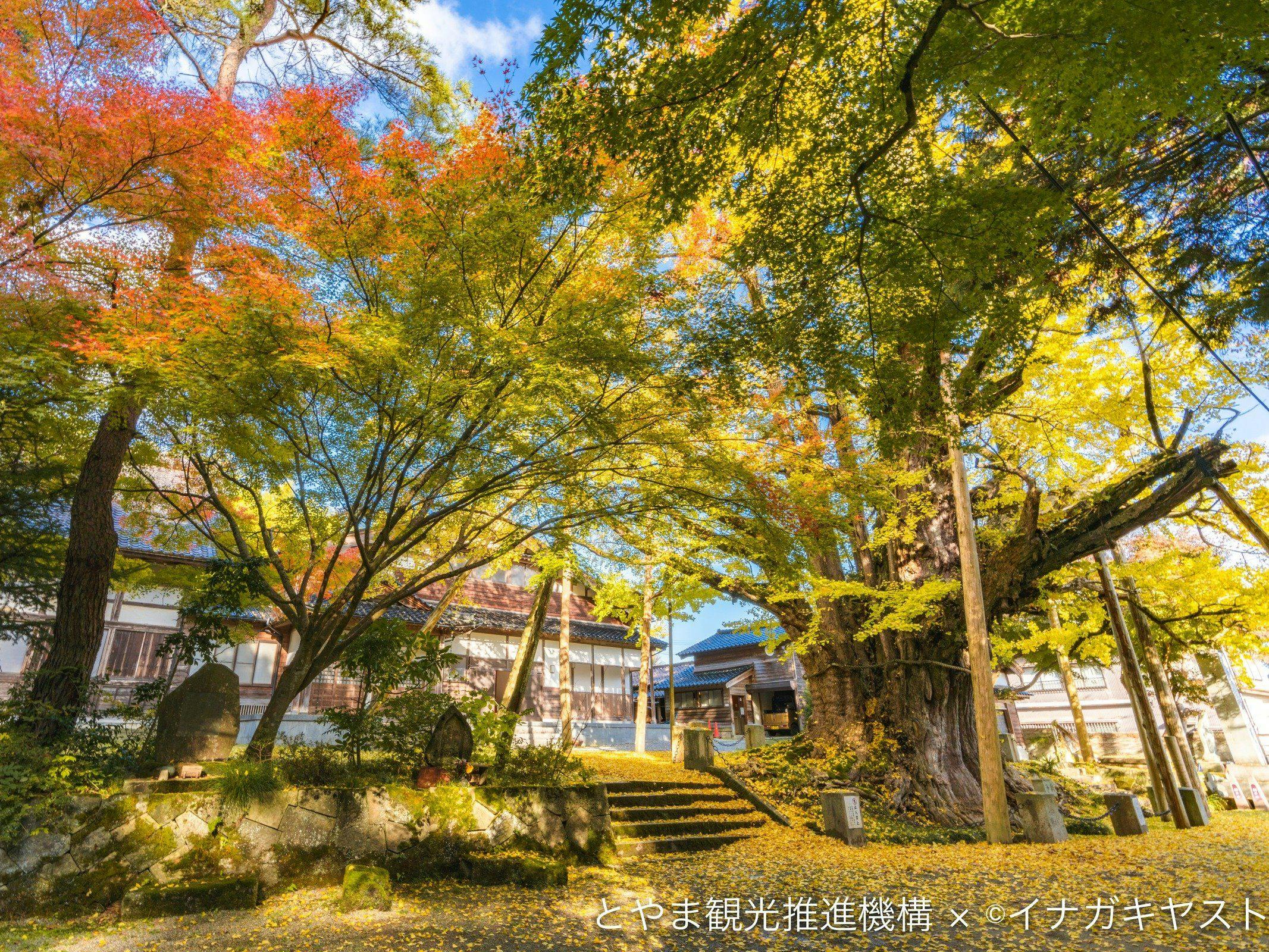 ต้นแปะก๊วยใหญ่ที่วัดโจนิชิ