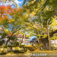 ต้นแปะก๊วยใหญ่ที่วัดโจนิชิ