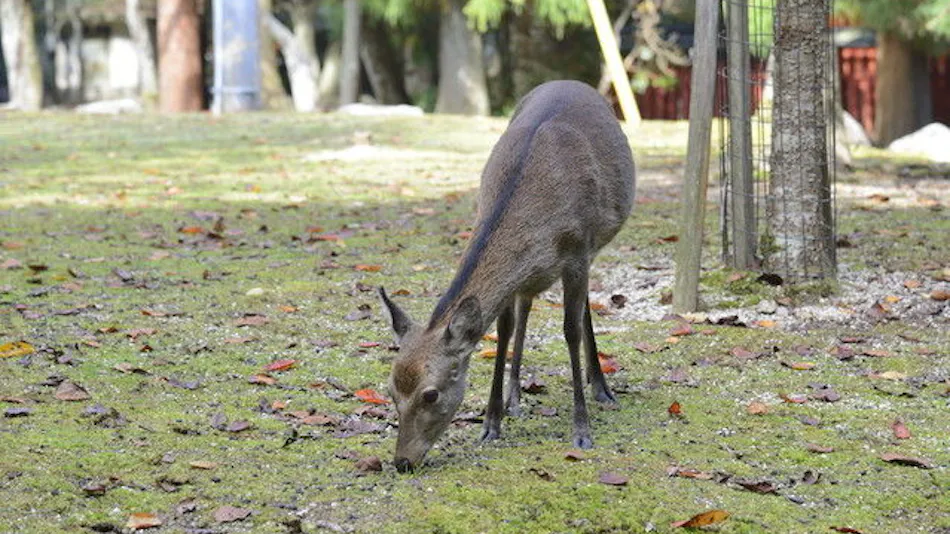 National Lodge Miyajima Mori no Yado