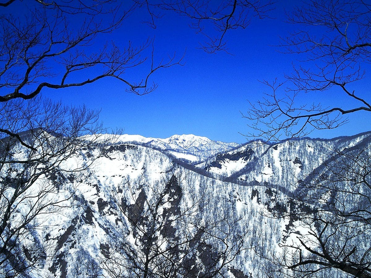 *白神山地/冬