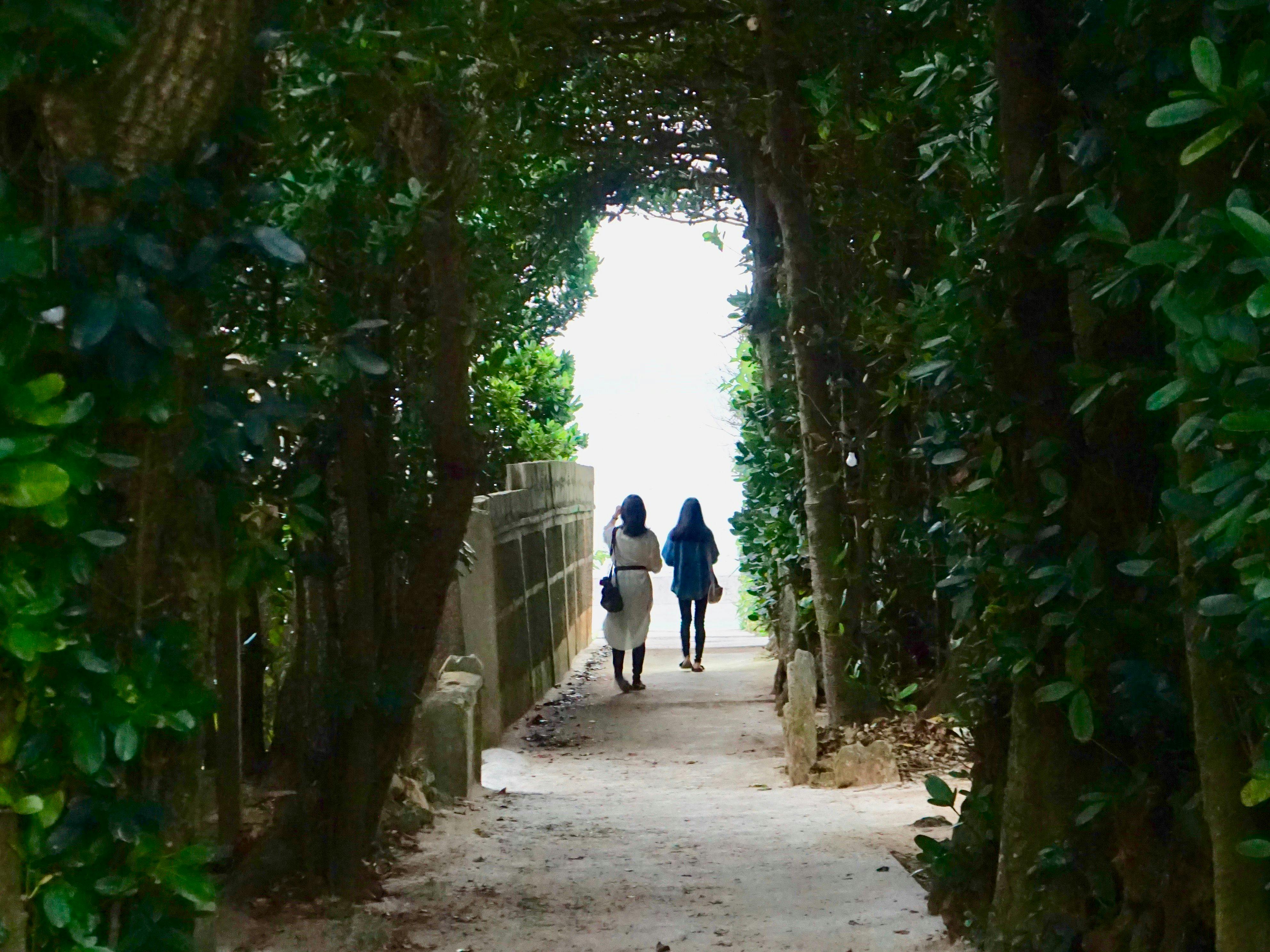 ต้นฟุกุกิที่บิเซะ