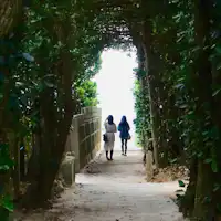 ต้นฟุกุกิที่บิเซะ