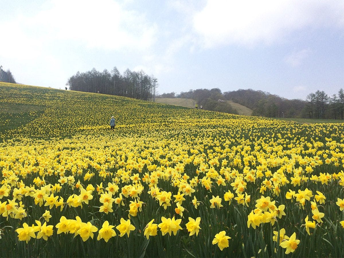 เทศกาลดอกแดฟโฟดิล มิยางิ ซาโอะ เอโบชิ
