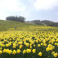 เทศกาลดอกแดฟโฟดิล มิยางิ ซาโอะ เอโบชิ