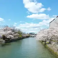 ดอกซากุระที่คลองสวนโอกาซากิ