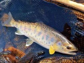 森遊び体験ができる宿　ペンション＆コテージ　森の散歩