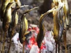 森遊び体験ができる宿　ペンション＆コテージ　森の散歩