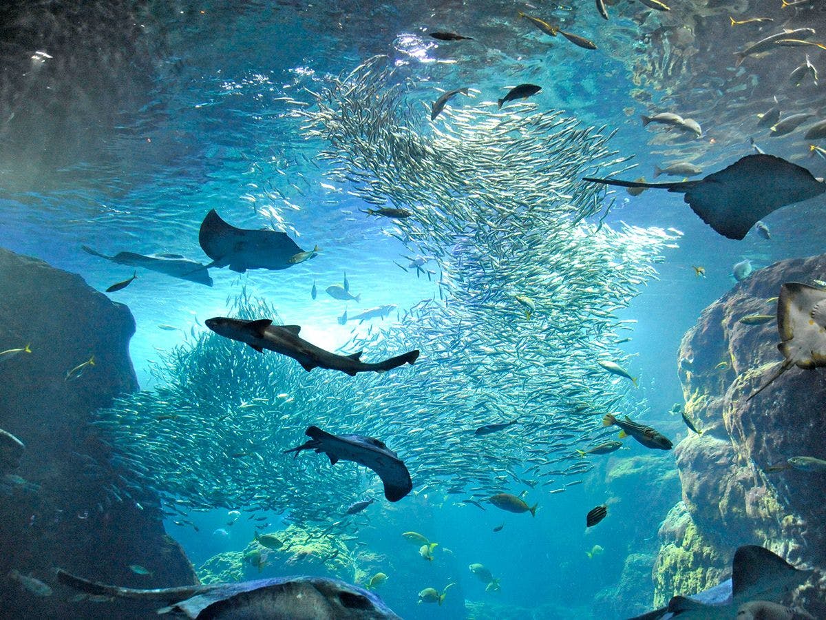 Shin-Enoshima Aquarium