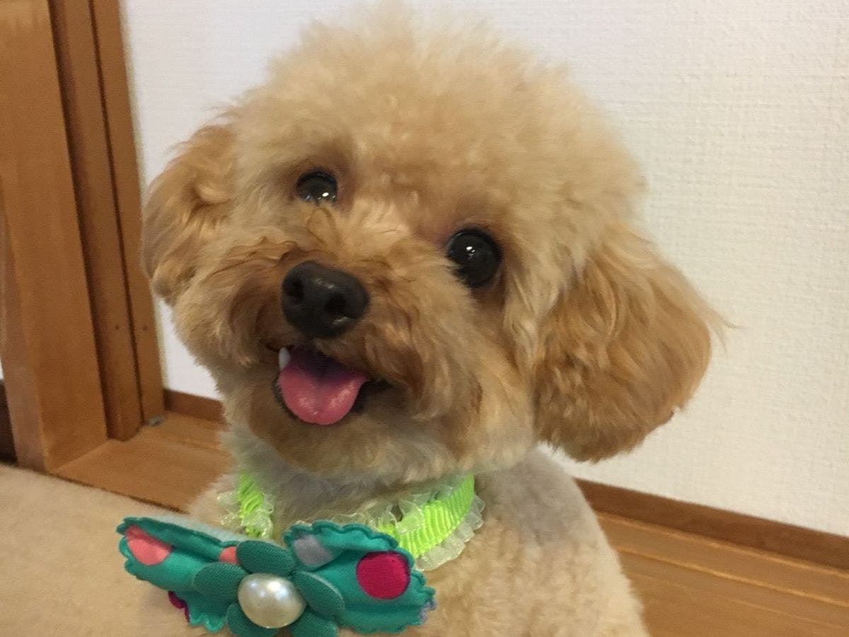 ที่พักพร้อมสุนัขของคุณ