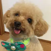 ที่พักพร้อมสุนัขของคุณ