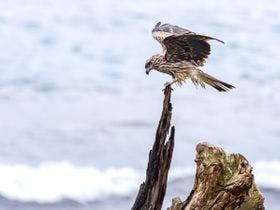晴れ晴れＬＡ・ＯＨＡＮＡ＜千葉県＞