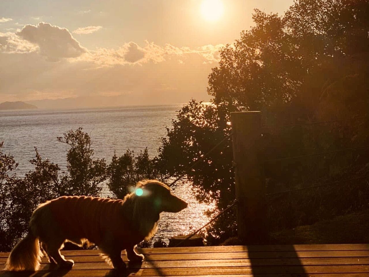 พื้นที่ส่วนตัวสำหรับใช้เวลากับสัตว์เลี้ยง