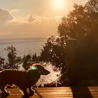 พื้นที่ส่วนตัวสำหรับใช้เวลากับสัตว์เลี้ยง