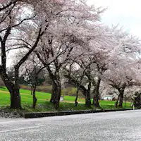 Deretan pohon sakura