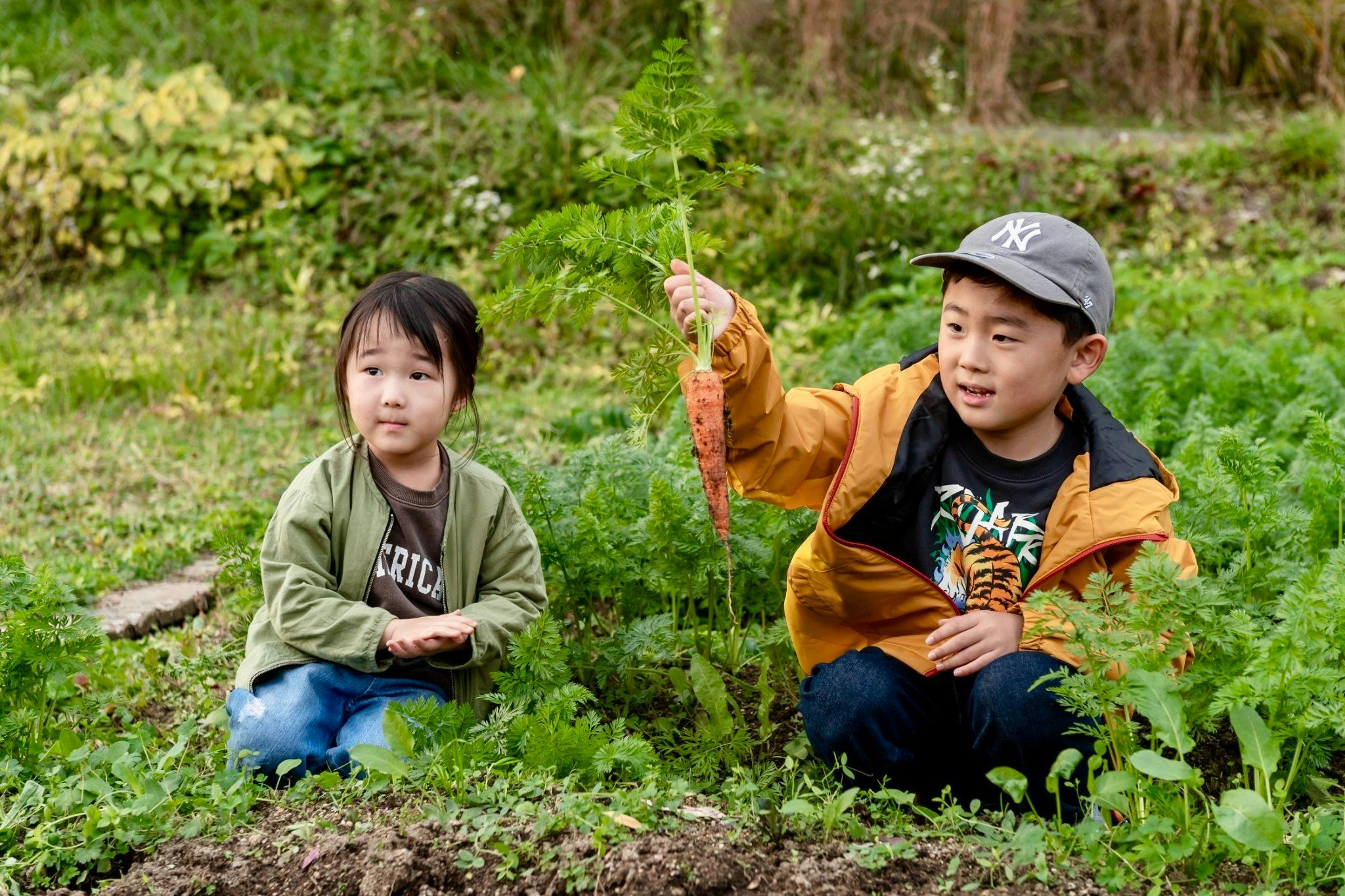 สามารถเก็บเกี่ยวผักได้ด้วย