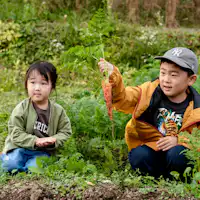 สามารถเก็บเกี่ยวผักได้ด้วย