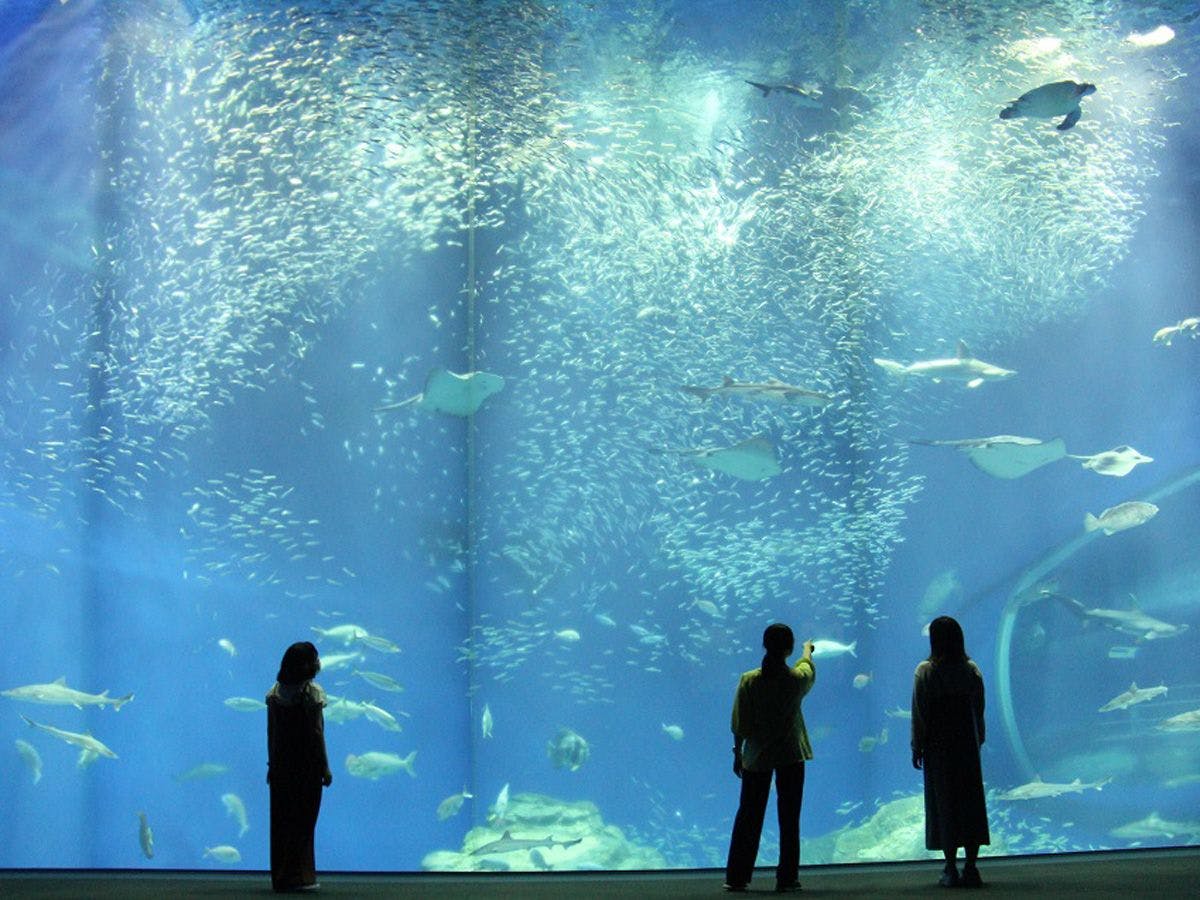 อควาเวิลด์ โออาไร